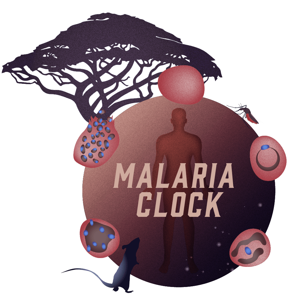 Malaria clock