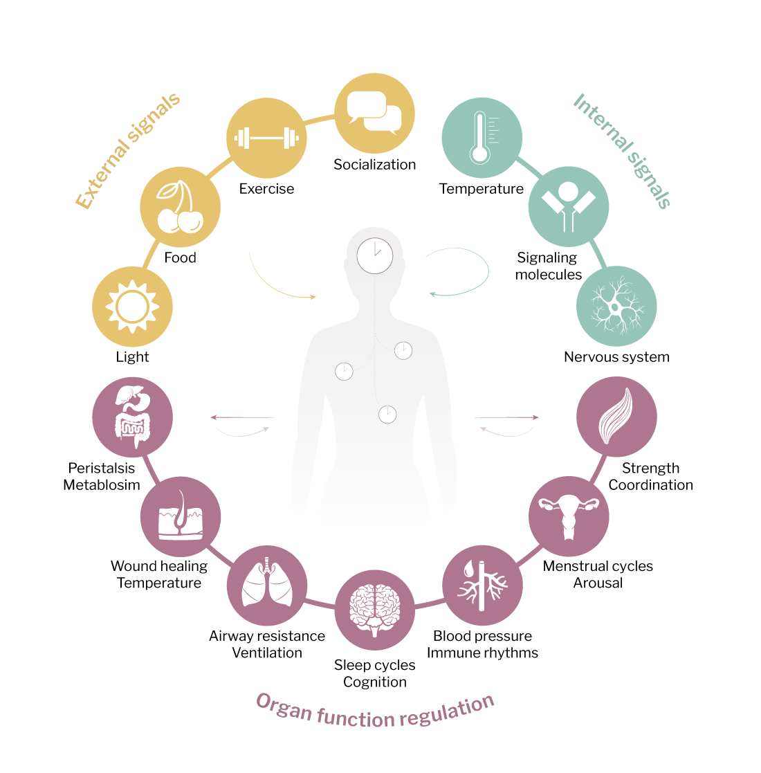 Crosstalk between circadian clocks and pathogen niche