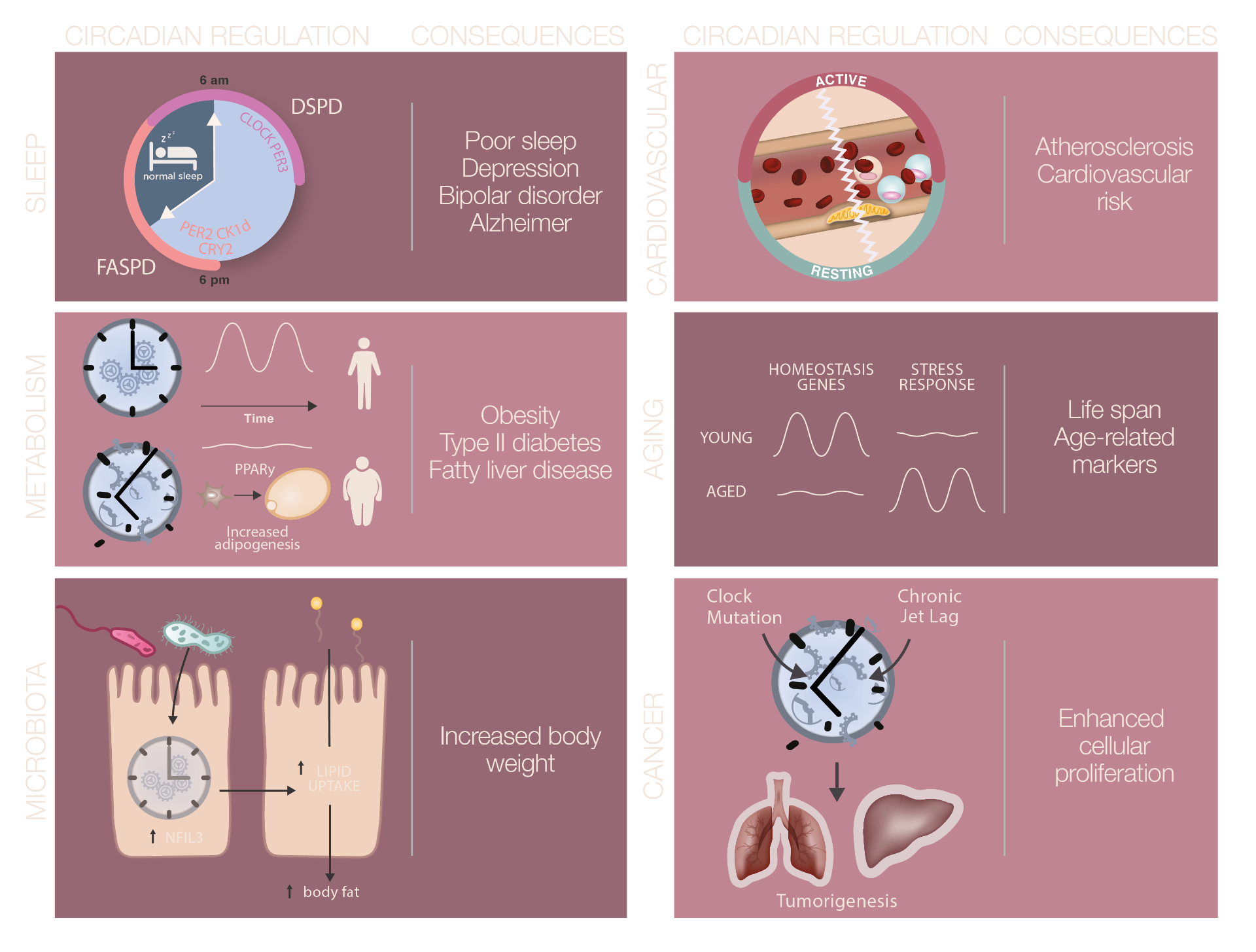 Genomics of circadian rhythms